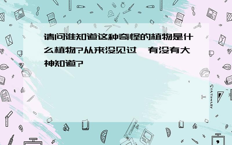 请问谁知道这种奇怪的植物是什么植物?从来没见过,有没有大神知道?