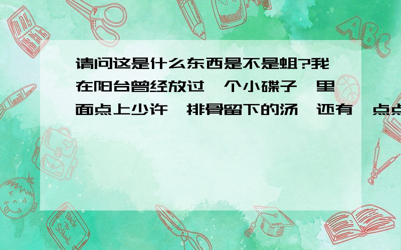 请问这是什么东西是不是蛆?我在阳台曾经放过一个小碟子,里面点上少许炖排骨留下的汤,还有一点点碎肉,经过几天发现碟子上爬满了白色小肉虫,大小3-5毫米,周围有很多大小3-4毫米的虫卵呈