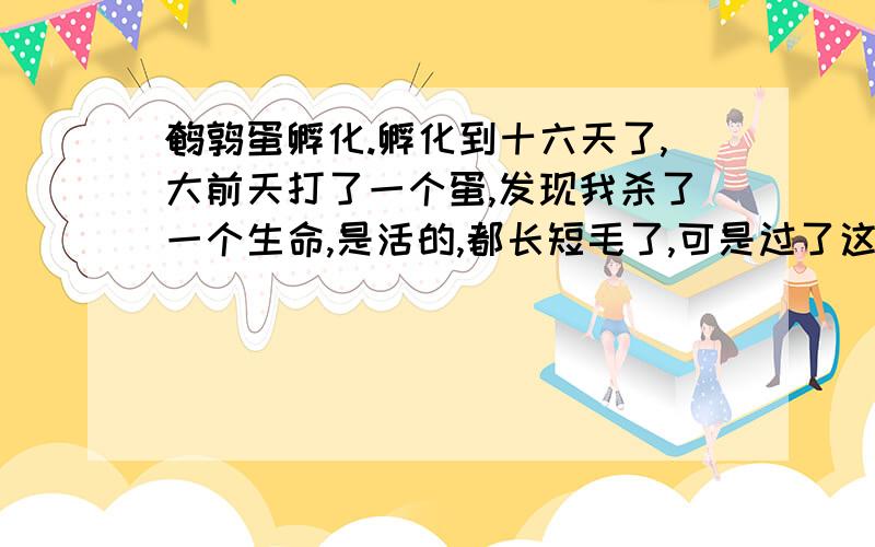 鹌鹑蛋孵化.孵化到十六天了,大前天打了一个蛋,发现我杀了一个生命,是活的,都长短毛了,可是过了这几天怎么还没动静?我放水里也不动,是不是憋死了?都说得拿出来透气,我没弄,一直是38_9度.