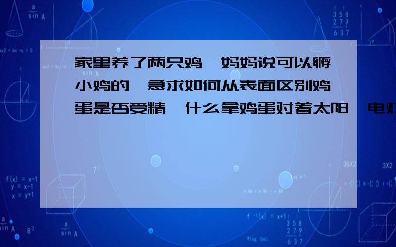 家里养了两只鸡,妈妈说可以孵小鸡的,急求如何从表面区别鸡蛋是否受精,什么拿鸡蛋对着太阳,电灯之类的都试过了,看不出来