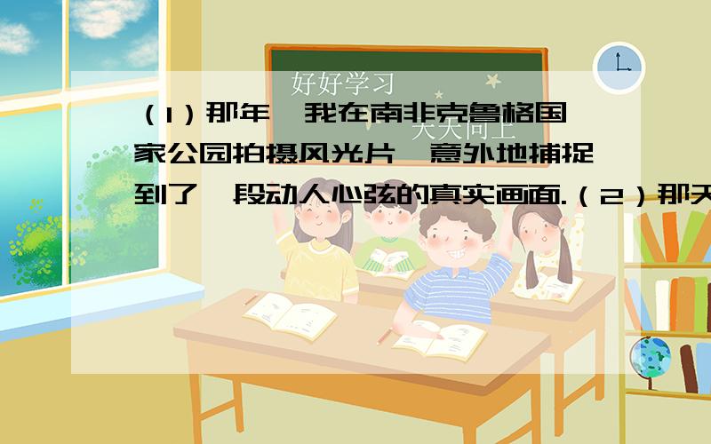 （1）那年,我在南非克鲁格国家公园拍摄风光片,意外地捕捉到了一段动人心弦的真实画面.（2）那天傍晚,一群野牛正沿着河岸缓缓前行,而在前方不远处,六七只狮子,正藏在草丛里,等待着猎物