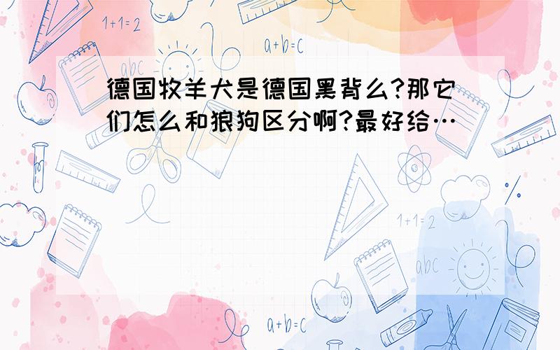 德国牧羊犬是德国黑背么?那它们怎么和狼狗区分啊?最好给…