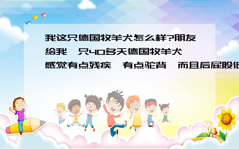 我这只德国牧羊犬怎么样?朋友给我一只40多天德国牧羊犬,感觉有点残疾,有点驼背,而且后屁股低,俩后脚掌向两边撇,反正就是从正后方看他走路感觉狗屁股和俩后腿可变扭了站立的时候后背