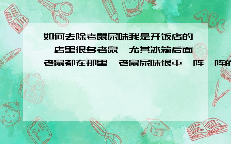 如何去除老鼠尿味我是开饭店的,店里很多老鼠,尤其冰箱后面老鼠都在那里,老鼠尿味很重一阵一阵的臭味,冰箱搬开地板也拖过了 味道还是重,请达人帮帮忙 最好是用什么喷雾·之类的