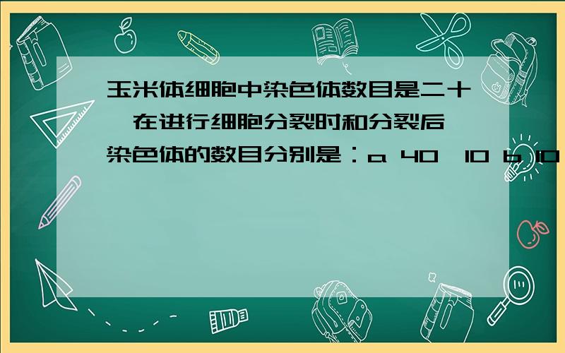 玉米体细胞中染色体数目是二十,在进行细胞分裂时和分裂后,染色体的数目分别是：a 40、10 b 10、20 c 20、20 d 40、20为什么