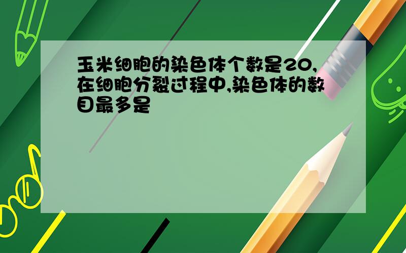 玉米细胞的染色体个数是20,在细胞分裂过程中,染色体的数目最多是