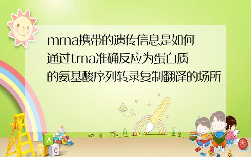 mrna携带的遗传信息是如何通过trna准确反应为蛋白质的氨基酸序列转录复制翻译的场所