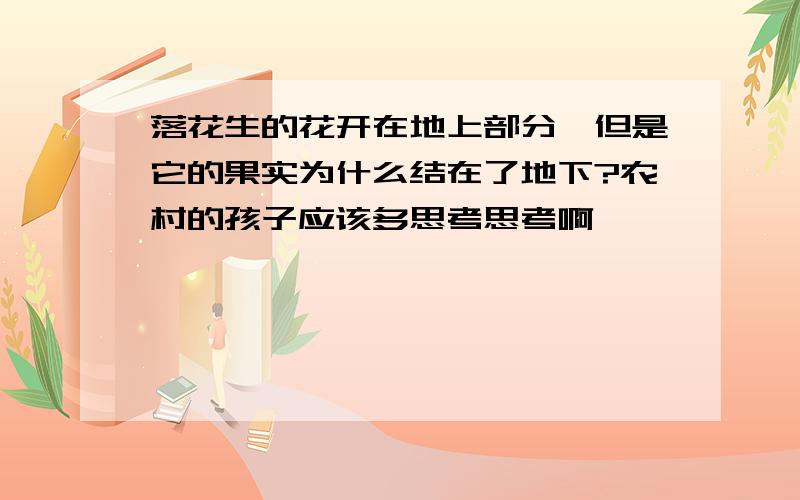 落花生的花开在地上部分,但是它的果实为什么结在了地下?农村的孩子应该多思考思考啊