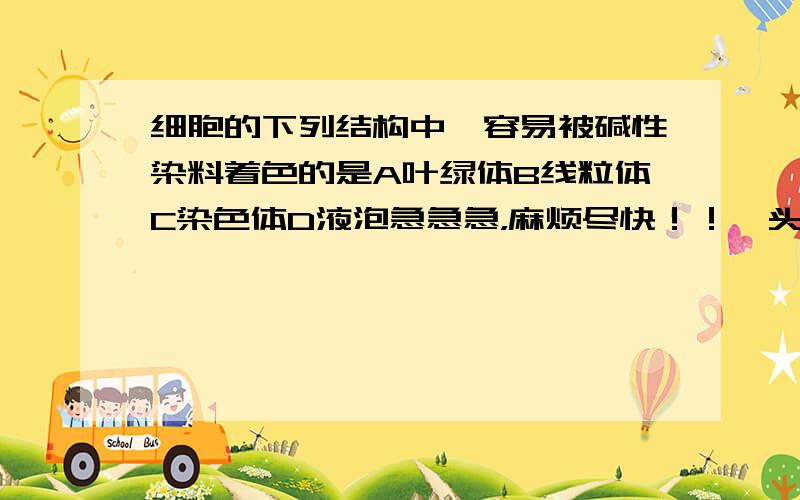 细胞的下列结构中,容易被碱性染料着色的是A叶绿体B线粒体C染色体D液泡急急急，麻烦尽快！！叩头至出血！！