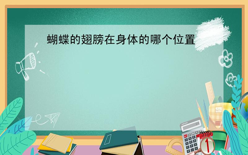 蝴蝶的翅膀在身体的哪个位置