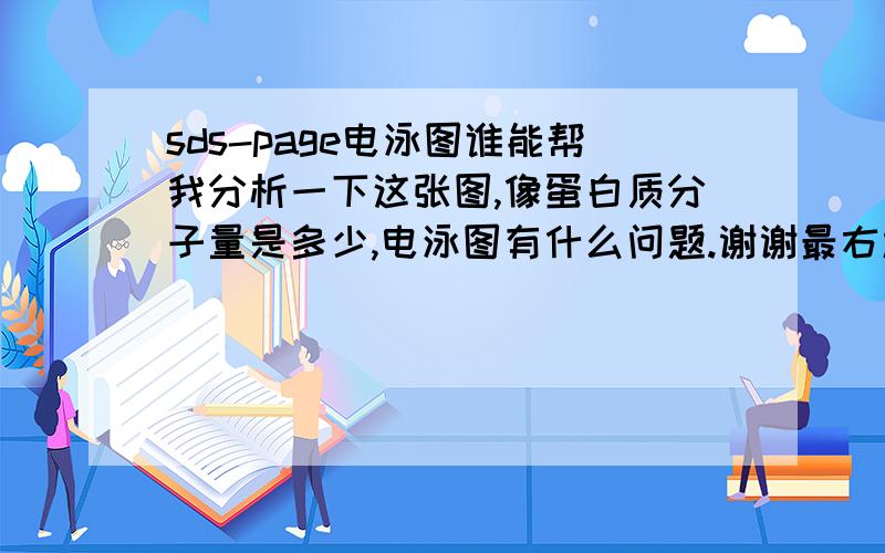 sds-page电泳图谁能帮我分析一下这张图,像蛋白质分子量是多少,电泳图有什么问题.谢谢最右边一条是marker,有一点淡