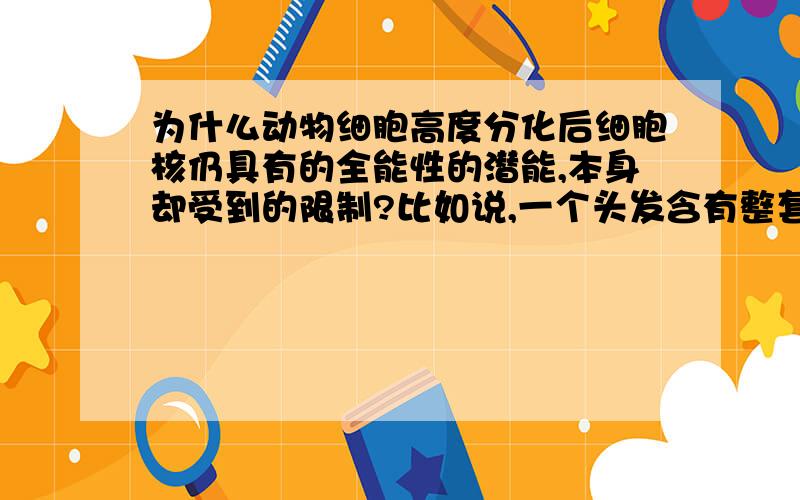 为什么动物细胞高度分化后细胞核仍具有的全能性的潜能,本身却受到的限制?比如说,一个头发含有整套DNA,却在培养液中不能培养不一个人来呢.为什么萝卜根可以培育出一个完整的生物体啊