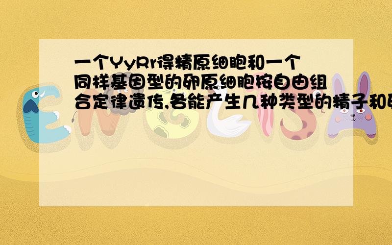 一个YyRr得精原细胞和一个同样基因型的卵原细胞按自由组合定律遗传,各能产生几种类型的精子和卵细胞为什么4个精子只有2种类型,为什么说2YR,2yr或2Yr,2yR是两种类型?,