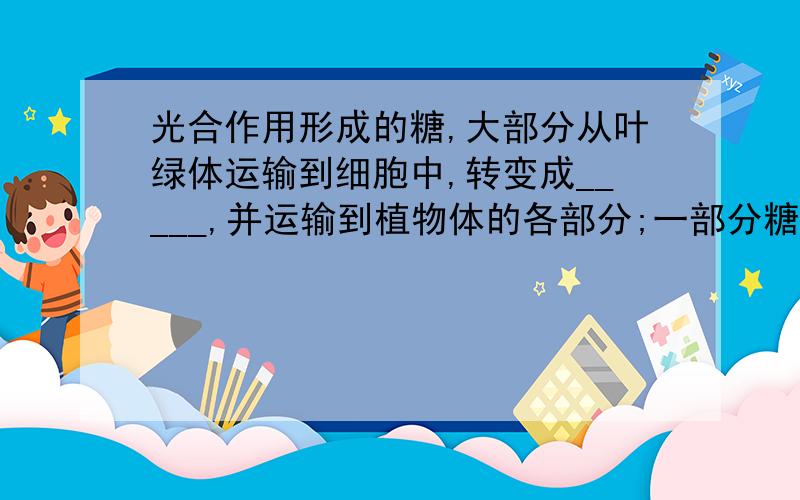 光合作用形成的糖,大部分从叶绿体运输到细胞中,转变成_____,并运输到植物体的各部分;一部分糖在叶绿体中转变为_________;一部分糖为氨基酸,蛋白质,脂肪等的合成提供_______源.