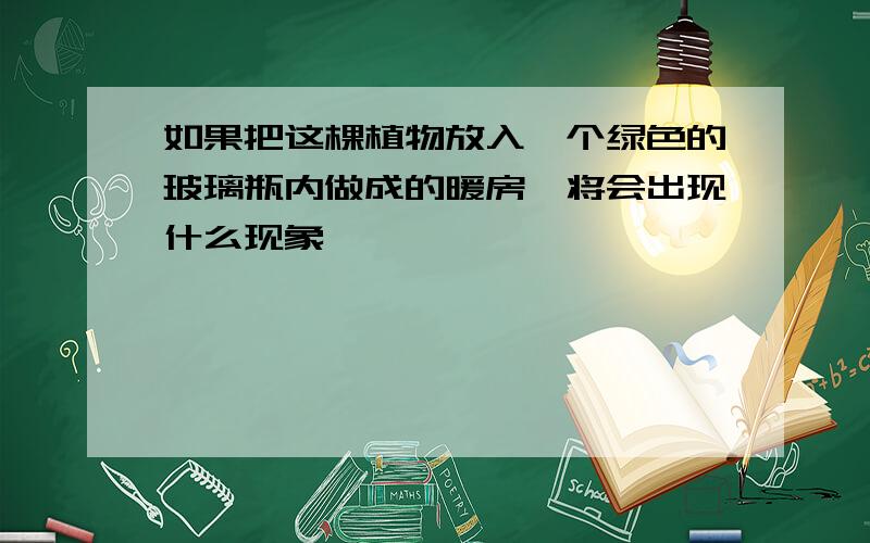 如果把这棵植物放入一个绿色的玻璃瓶内做成的暖房,将会出现什么现象