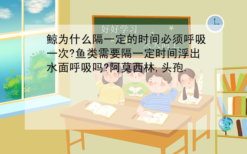 鲸为什么隔一定的时间必须呼吸一次?鱼类需要隔一定时间浮出水面呼吸吗?阿莫西林,头孢.