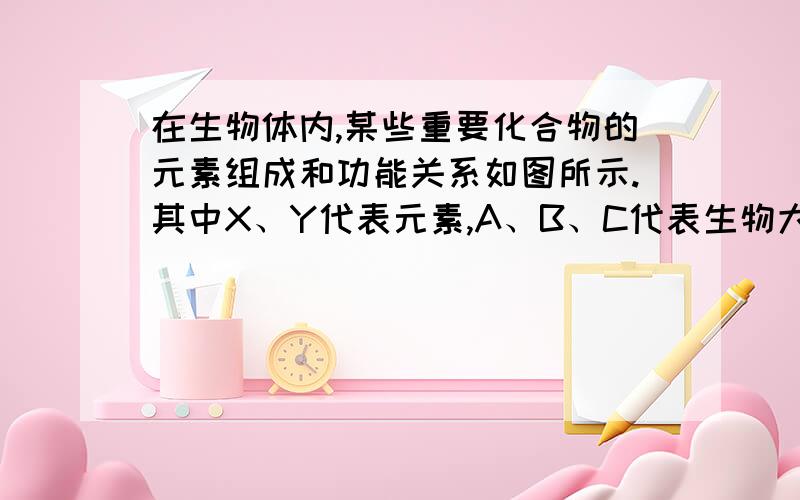 在生物体内,某些重要化合物的元素组成和功能关系如图所示.其中X、Y代表元素,A、B、C代表生物大分子,据图分析正确的是（       ）①人体中,单体a的种类有4种 ②X代表的元素是N、P ,而Y代表