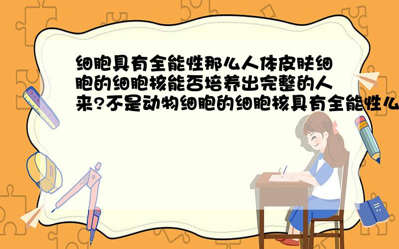 细胞具有全能性那么人体皮肤细胞的细胞核能否培养出完整的人来?不是动物细胞的细胞核具有全能性么 为什么这样不行?