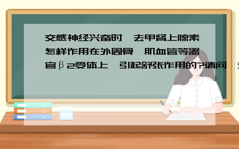 交感神经兴奋时,去甲肾上腺素怎样作用在外周骨骼肌血管等器官β2受体上,引起舒张作用的?请问,交感神经兴奋时,外周交感神经主要是释放去甲肾上腺素NA,那是怎样作用在外周骨骼肌血管等