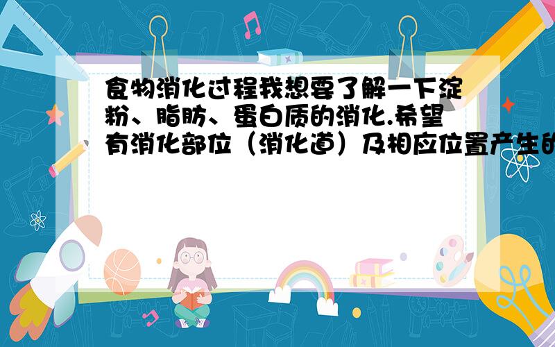 食物消化过程我想要了解一下淀粉、脂肪、蛋白质的消化.希望有消化部位（消化道）及相应位置产生的酶和酶促反应结果.偶知道这个麻烦了一些,