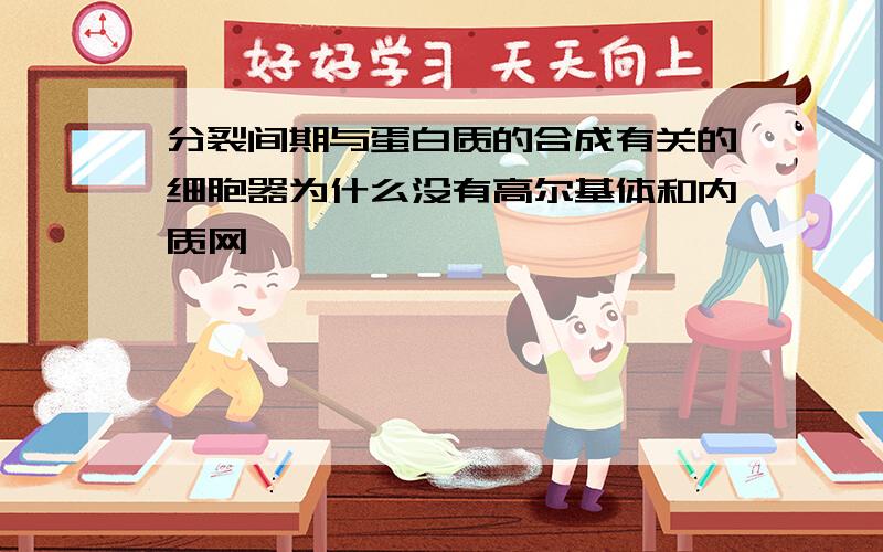 分裂间期与蛋白质的合成有关的细胞器为什么没有高尔基体和内质网