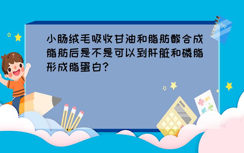 小肠绒毛吸收甘油和脂肪酸合成脂肪后是不是可以到肝脏和磷脂形成脂蛋白?