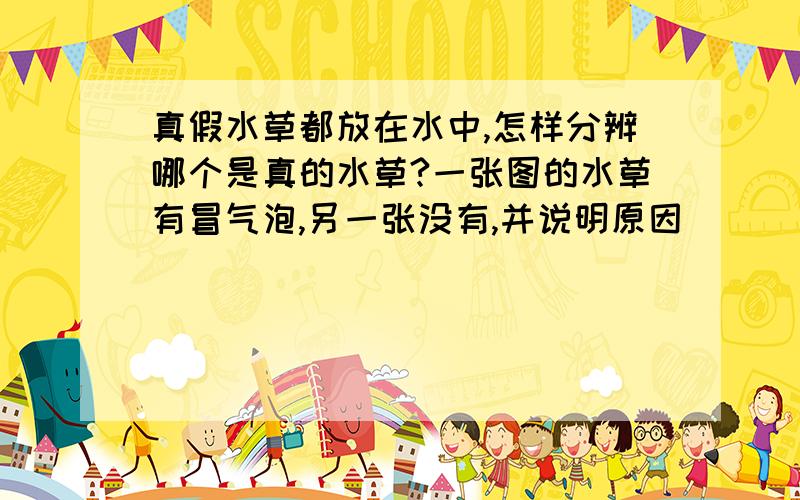 真假水草都放在水中,怎样分辨哪个是真的水草?一张图的水草有冒气泡,另一张没有,并说明原因