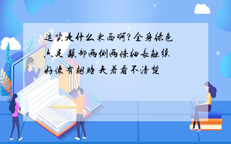 这货是什么东西啊?全身绿色 六足 头部两侧两条细长触须 好像有翅膀 夹着看不清楚