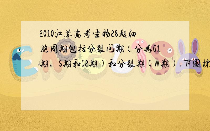 2010江苏高考生物28题细胞周期包括分裂间期（分为G1期、S期和G2期)和分裂期(M期).下图标注了甲动物（体细胞染色体数为12）肠上皮细胞的细胞周期各阶段的时长及DNA含量.若用含放射性同位素