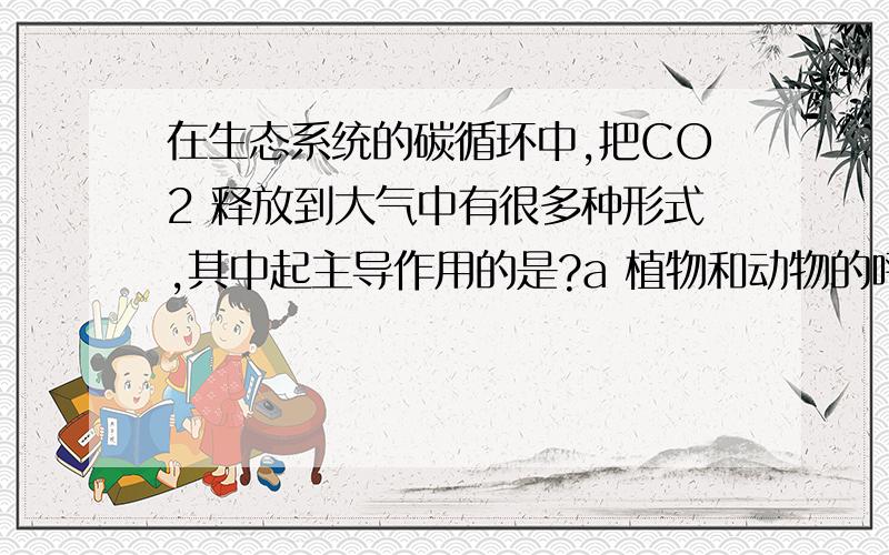 在生态系统的碳循环中,把CO2 释放到大气中有很多种形式,其中起主导作用的是?a 植物和动物的呼吸作用 b 化石燃料的燃烧 c 分解者对有机物的分解作用 d 化工厂中碳酸盐的分解