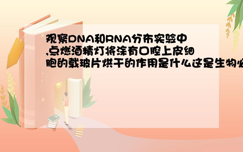 观察DNA和RNA分布实验中,点燃酒精灯将涂有口腔上皮细胞的载玻片烘干的作用是什么这是生物必修-1  人教版观察DNA和RNA在细胞中的分布实验的   取材  步骤.请知道的大哥大姐帮帮忙.