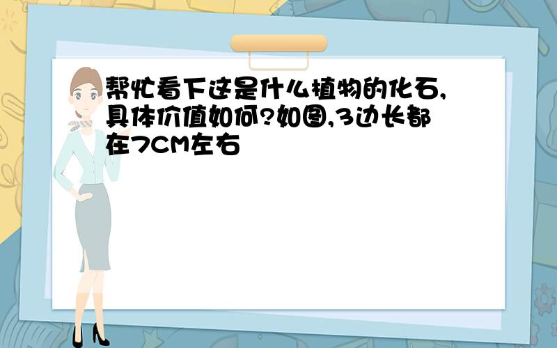 帮忙看下这是什么植物的化石,具体价值如何?如图,3边长都在7CM左右