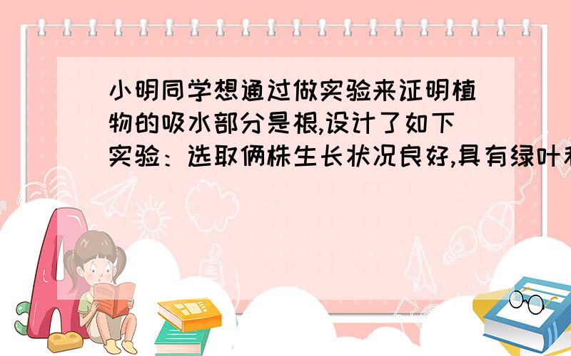 小明同学想通过做实验来证明植物的吸水部分是根,设计了如下实验：选取俩株生长状况良好,具有绿叶和根系的水稻幼苗,将它们剪去根的前端,在切口处涂上石蜡密封后,放在清水中培养数天.