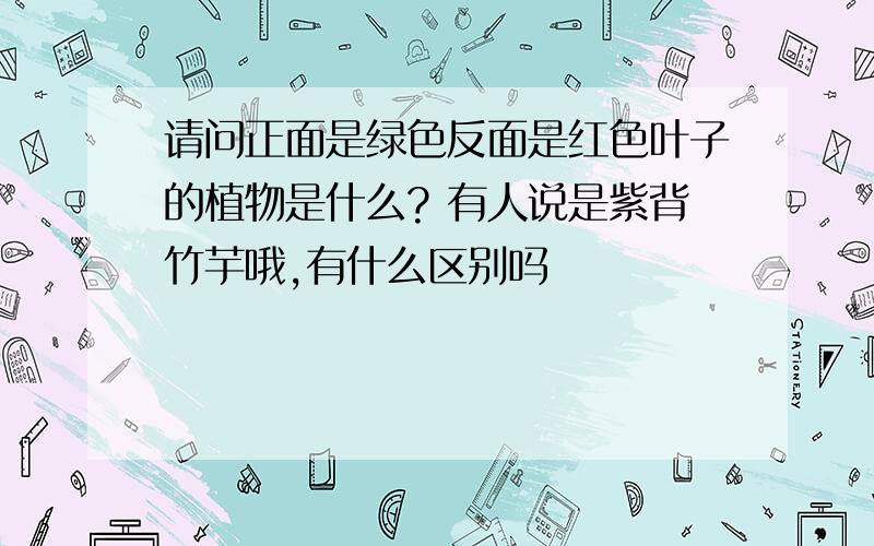 请问正面是绿色反面是红色叶子的植物是什么? 有人说是紫背竹芋哦,有什么区别吗