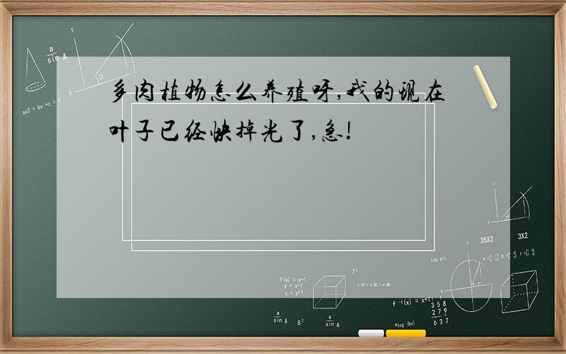 多肉植物怎么养殖呀,我的现在叶子已经快掉光了,急!