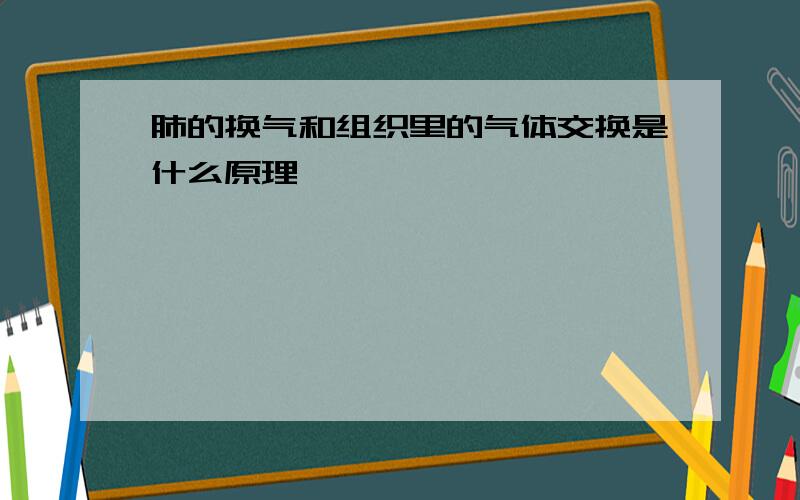 肺的换气和组织里的气体交换是什么原理