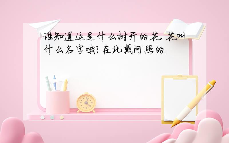 谁知道这是什么树开的花,花叫什么名字哦?在北戴河照的.