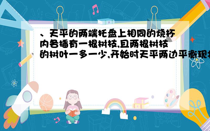 、天平的两端托盘上相同的烧杯内各插有一根树枝,且两根树枝的树叶一多一少,开始时天平两边平衡现将此装置移至阳光下照射,经过数小时,天平哪边将会下降?其主要原因是什么?AA．左、树