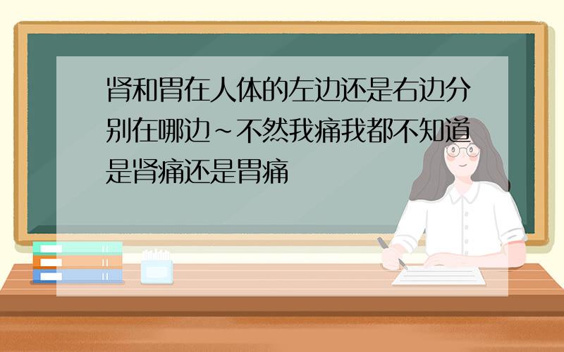 肾和胃在人体的左边还是右边分别在哪边~不然我痛我都不知道是肾痛还是胃痛