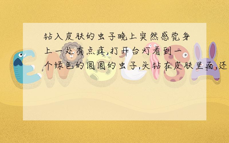 钻入皮肤的虫子晚上突然感觉身上一处有点疼,打开台灯看到一个绿色的圆圆的虫子,头钻在皮肤里面,还有几只脚在外面划动,大约一两个厘米那么大,用指甲捏住死劲拉,好像有钩子勾住肉内,虫