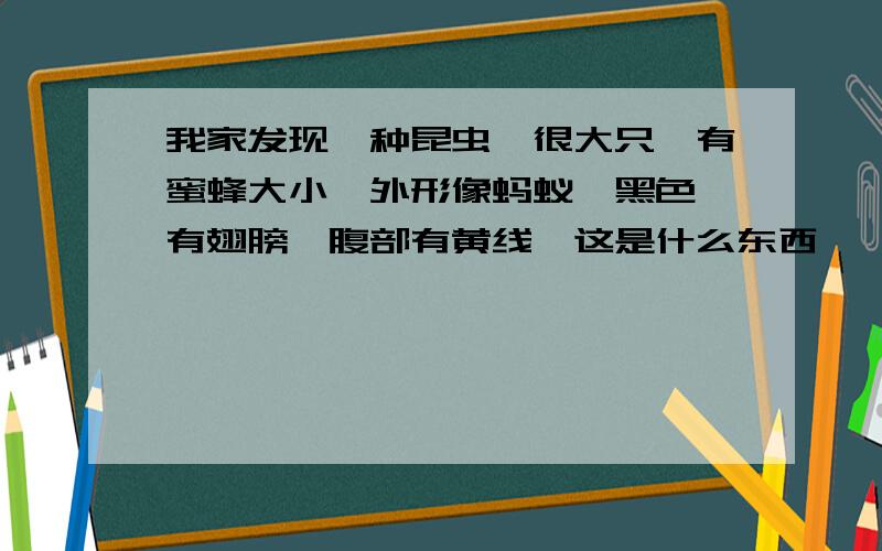 我家发现一种昆虫,很大只,有蜜蜂大小,外形像蚂蚁,黑色,有翅膀,腹部有黄线,这是什么东西