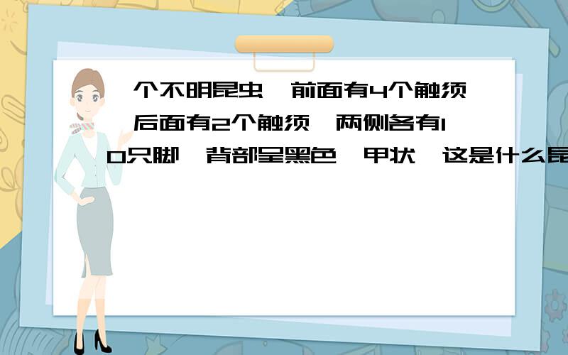 一个不明昆虫,前面有4个触须,后面有2个触须,两侧各有10只脚,背部呈黑色铠甲状,这是什么昆虫?全身基本是橘黄色,头部好像蜈蚣.今天在屋子里面发现的.有图片的最好发张图片看看.