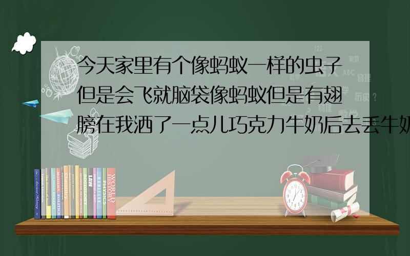 今天家里有个像蚂蚁一样的虫子但是会飞就脑袋像蚂蚁但是有翅膀在我洒了一点儿巧克力牛奶后去丢牛奶盒子的时候就看到它在桌子上