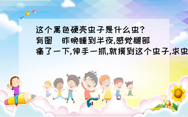 这个黑色硬壳虫子是什么虫?（有图）昨晚睡到半夜,感觉腿部痛了一下,伸手一抓,就摸到这个虫子,求虫子专家解答!腿上没有红肿没有任何不适,我很怕虫子,怕还有～怎么解决呢?重新上传张图~