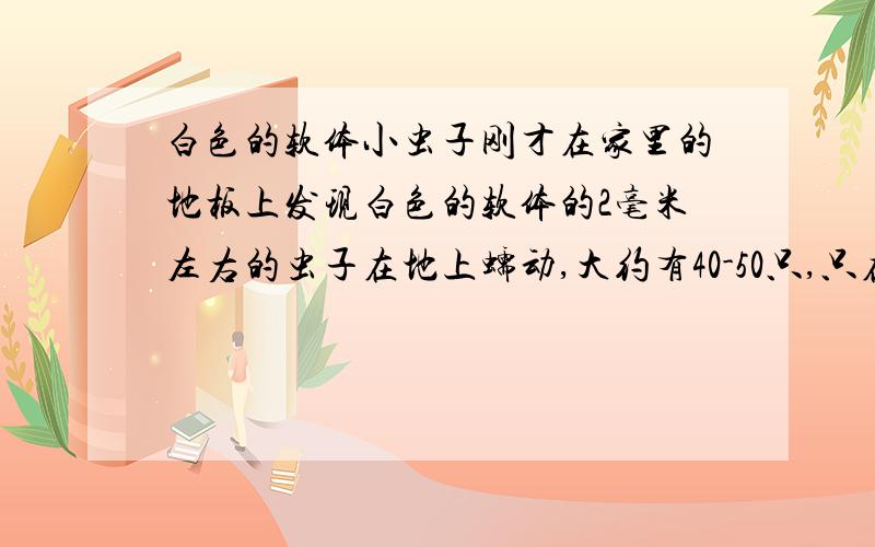 白色的软体小虫子刚才在家里的地板上发现白色的软体的2毫米左右的虫子在地上蠕动,大约有40-50只,只在一个区域有,整体向梳妆台方向爬去.搬开梳妆台,下面并没有虫,于是搬开组合沙发中的