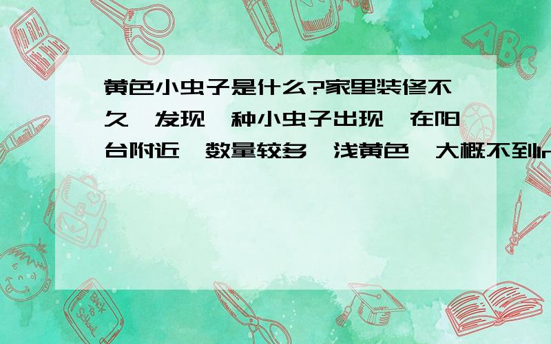 黄色小虫子是什么?家里装修不久,发现一种小虫子出现,在阳台附近、数量较多,浅黄色、大概不到1mm,大小和样子跟虱子差不多,装修贴地砖、木踢脚及包门框、家里没有饲养小动物和植物,请问