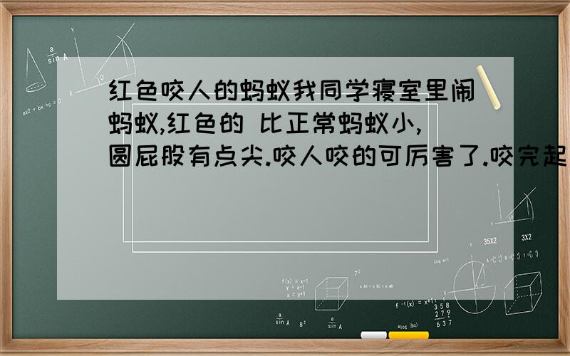 红色咬人的蚂蚁我同学寝室里闹蚂蚁,红色的 比正常蚂蚁小,圆屁股有点尖.咬人咬的可厉害了.咬完起大包,又疼又痒,包上还有个被咬过的小眼.被捏死后 有很大的难闻的气味.我同学拿蜂蜜引诱