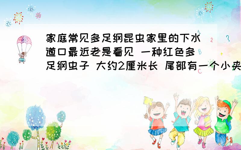 家庭常见多足纲昆虫家里的下水道口最近老是看见 一种红色多足纲虫子 大约2厘米长 尾部有一个小夹子 我一用小木棍碰他 他尾部的夹子就竖起来防御 请问那是什么昆虫呀由于踩烂了 无法