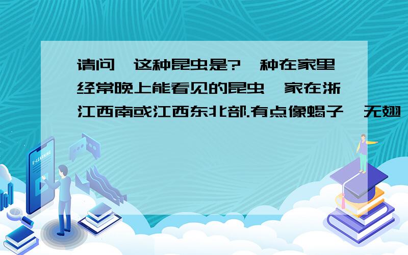 请问,这种昆虫是?一种在家里经常晚上能看见的昆虫,家在浙江西南或江西东北部.有点像蝎子,无翅,有一对大钳子,如果触犯它的话,它会分泌一种很酸的气体,气味有点像白醋.