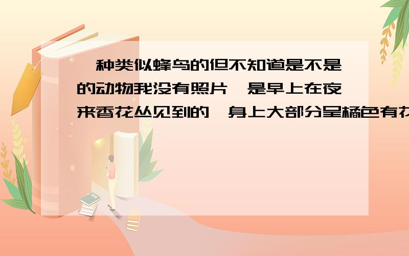 一种类似蜂鸟的但不知道是不是的动物我没有照片,是早上在夜来香花丛见到的,身上大部分呈橘色有花斑,尾巴是黑色短尾,整体为扇形,嘴很长吸食花蜜,翅膀闪动很快吸花蜜也一直煽动翅膀,头